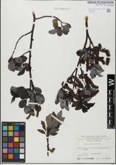 Foto von Salix glabra Scop.
